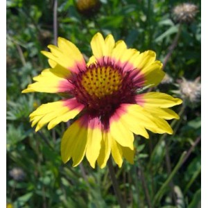 Nahaufnahme einer gelb-roten Kokardenblume (Gaillardia aristata) der Sorte 'Amber Wheels'.