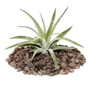 Exotenherz Tillandsia Brachycaulos Abdida auf Lavasteinen, Nahaufnahme.