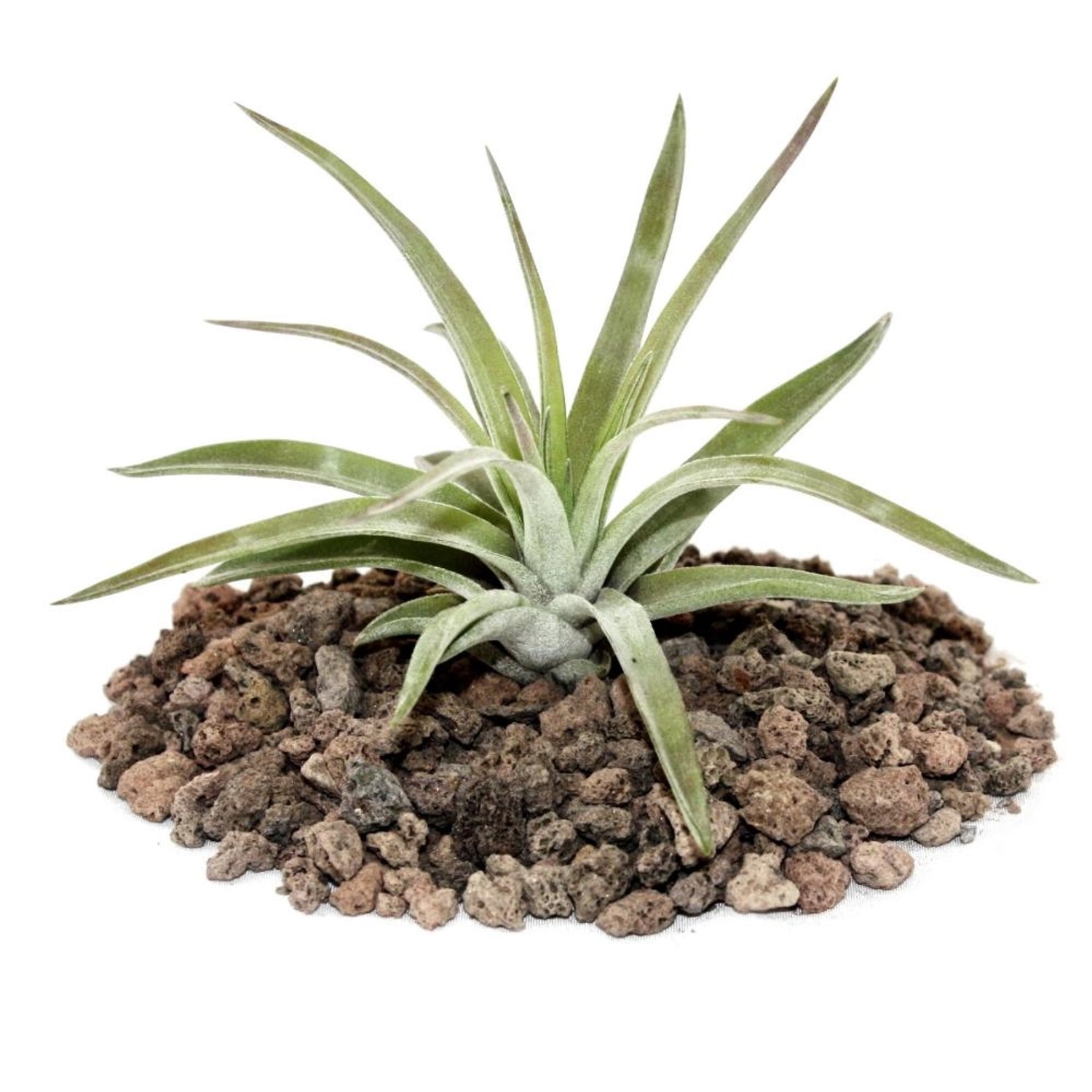 Exotenherz Tillandsia Brachycaulos Abdida Lose Pflanze Klein günstig online kaufen