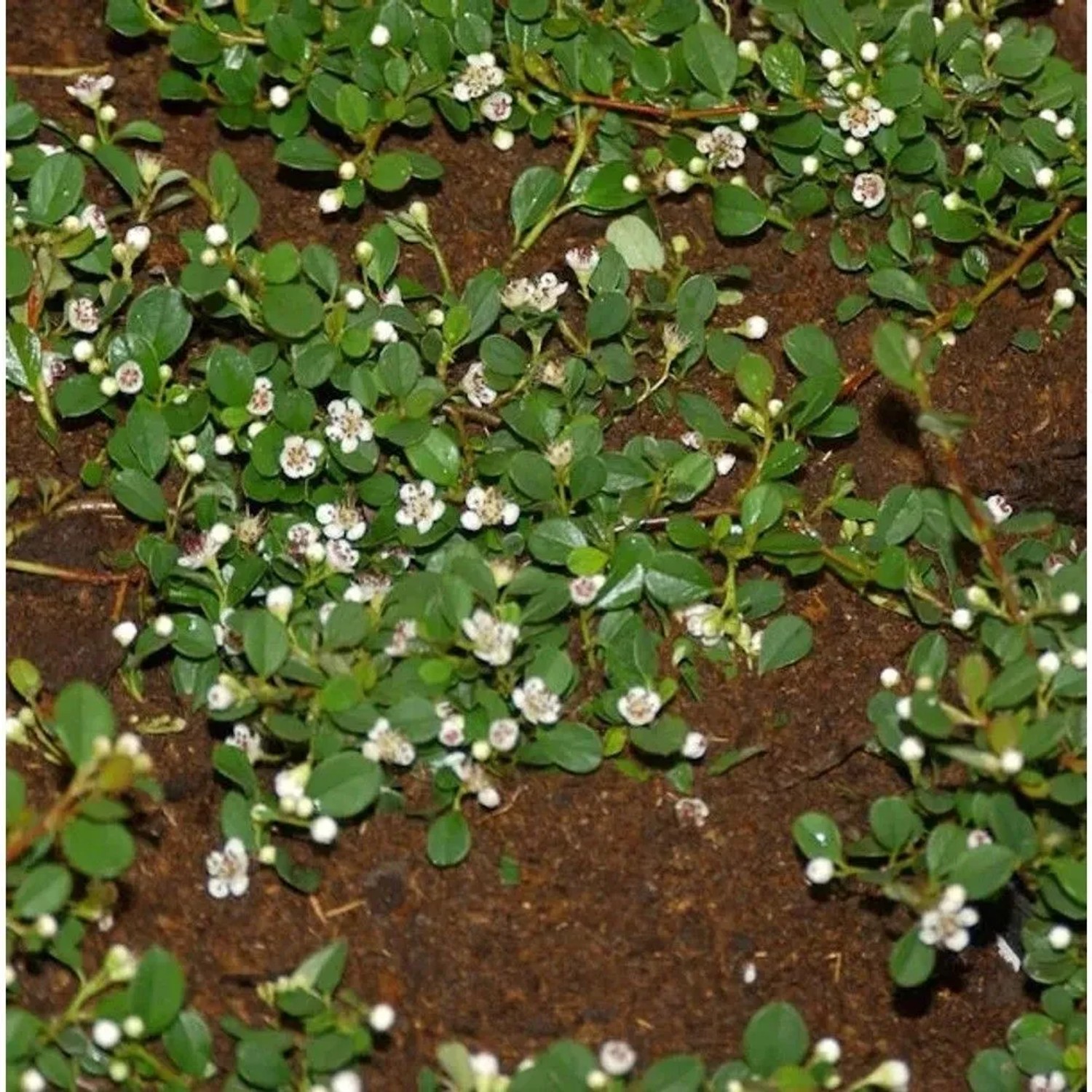 10x Kriechmispel Frieders Evergreen 15-20cm - Cotoneaster dammeri