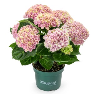 Ballhortensie 'Magical' im Topf, rosa Blüten mit Farbverlauf, zur Kübelpflanzung geeignet.