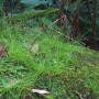 Dennerle Plants Eleocharis Acicularis Aquariumpflanze im Detail, grüne Nadelsimse.