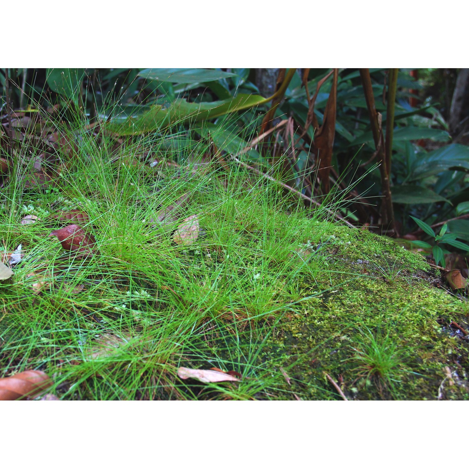 Dennerle Plants Eleocharis Acicularis Aquariumpflanze im Detail, grüne Nadelsimse.
