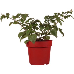 Loganbeere Tayberry im Topf, ca. 30 cm hoch. Kreuzung aus Himbeere und Brombeere.