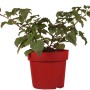 Loganbeere Tayberry im Topf, ca. 30 cm hoch. Kreuzung aus Himbeere und Brombeere.