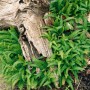 Blechnum Zwergfarn als Bodendecker im 9x9 cm Topf, neben einem Stück Treibholz.