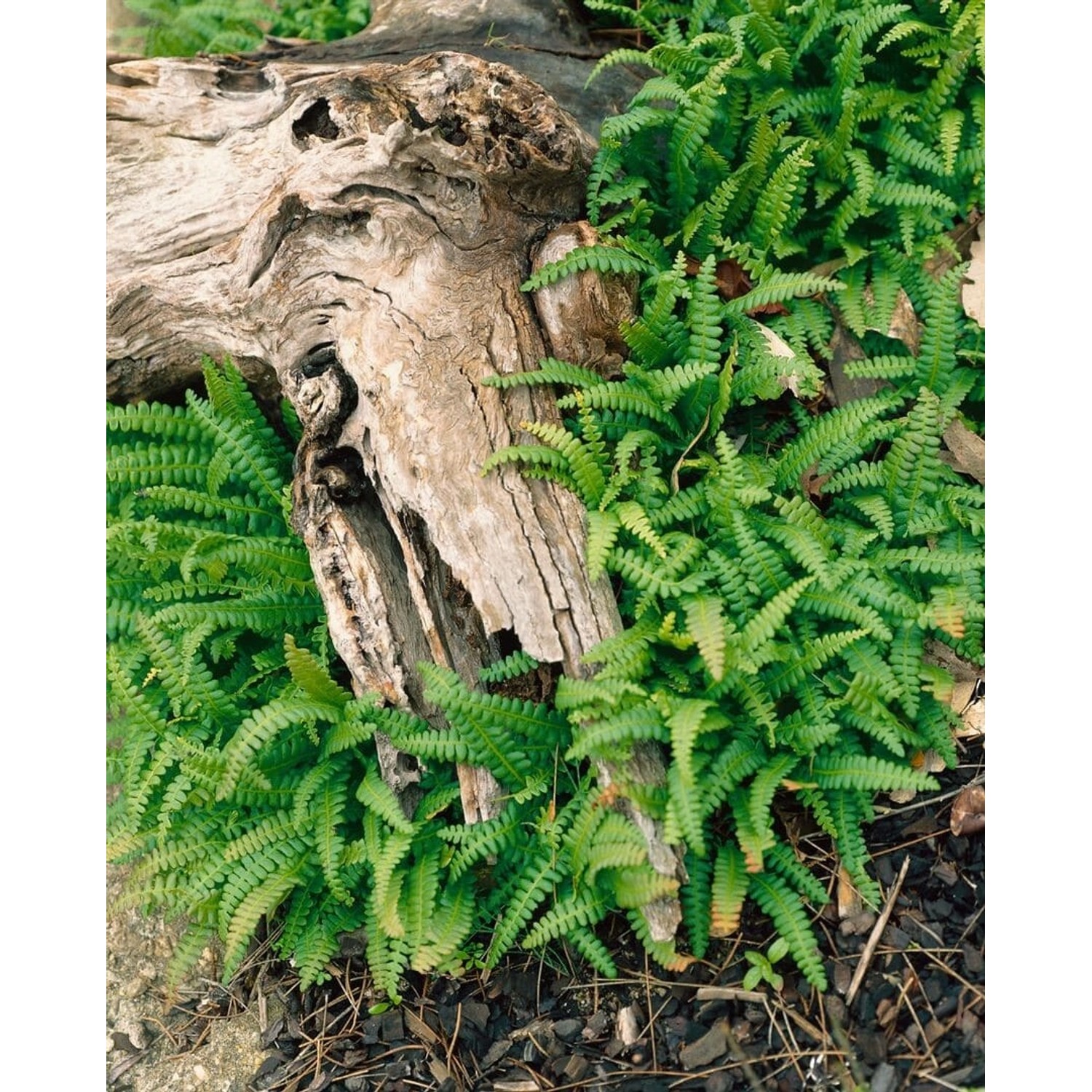 Blechnum Penna-Marina Zwergfarn Ca. 9x9 cm Topf günstig online kaufen