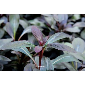 Dennerle Plants Aquariumpflanze Lobelia cardinalis mit grün-roten Blättern.