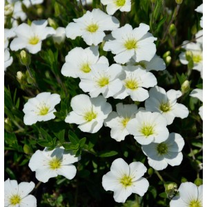 Nahaufnahme des Sandkraut Blizzard Compact mit weißen Blüten und grünen Blättern.