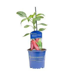 Kiepenkerl Snack-Paprika Salma Maxi Red im Topf, rote Früchte.