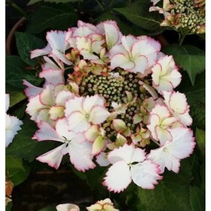 Bauernhortensie Love You Kiss 30-40cm - Hydrangea macrophylla