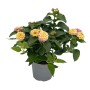 GROW by OBI Wandelröschen Violett im Topf, Kübelpflanze mit gelb-rosa Blüten.