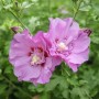Rosa Garteneibisch Eruption (Hibiscus) mit gefüllten Blüten, Nahaufnahme.