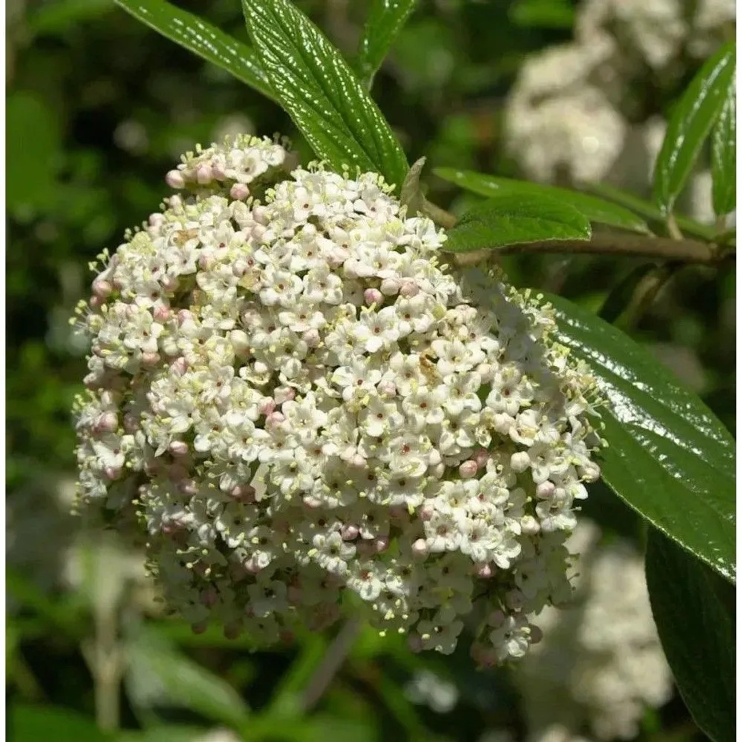Prager Schneeball 30-40cm - Viburnum pragense