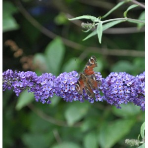 Schmetterling auf lila Schmetterlingsflieder Summer Bird Blue Blüte.
