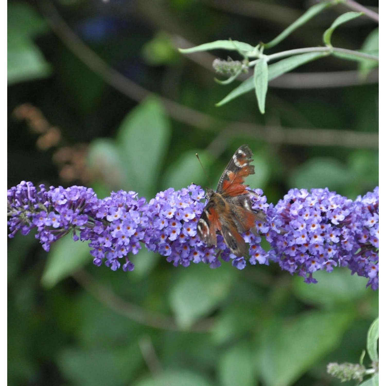 Schmetterlingsflieder Summer Bird Blue 30-40cm - Buddleja günstig online kaufen