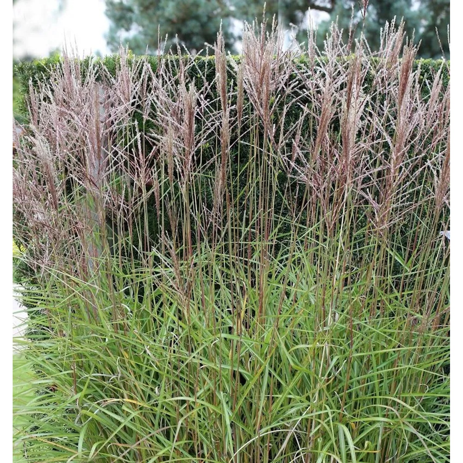 Chinaschilf Nippon - Miscanthus sinensis