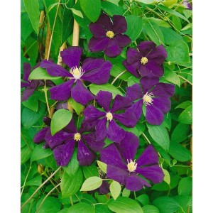 Blühende Clematis Viticella 'Blue Belle' mit tiefblauen Blüten und grünen Blättern.
