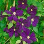 Blühende Clematis Viticella 'Blue Belle' mit tiefblauen Blüten und grünen Blättern.