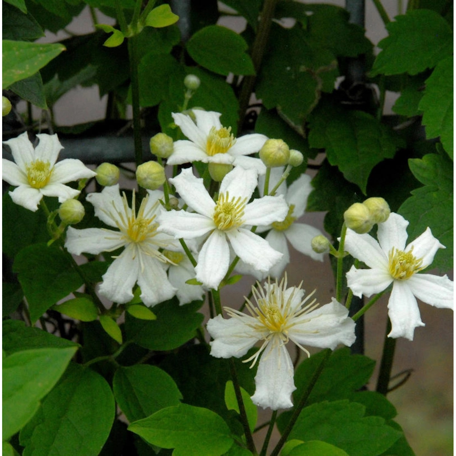 Waldrebe Summer Snow 40-60cm - Clematis günstig online kaufen