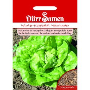 Dürr Samen Kopfsalat Winter-Maiwunder: Saatgut-Packung mit Abbildung eines grünen Salatkopfes.