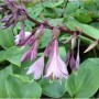Blühende Funkie 'Purple Heart' (Hosta cultorum) mit lila Blüten und grünen Blättern.