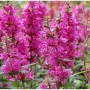 Blutweiderich Zigeunerblut Staude mit leuchtend pinkfarbenen Blüten.