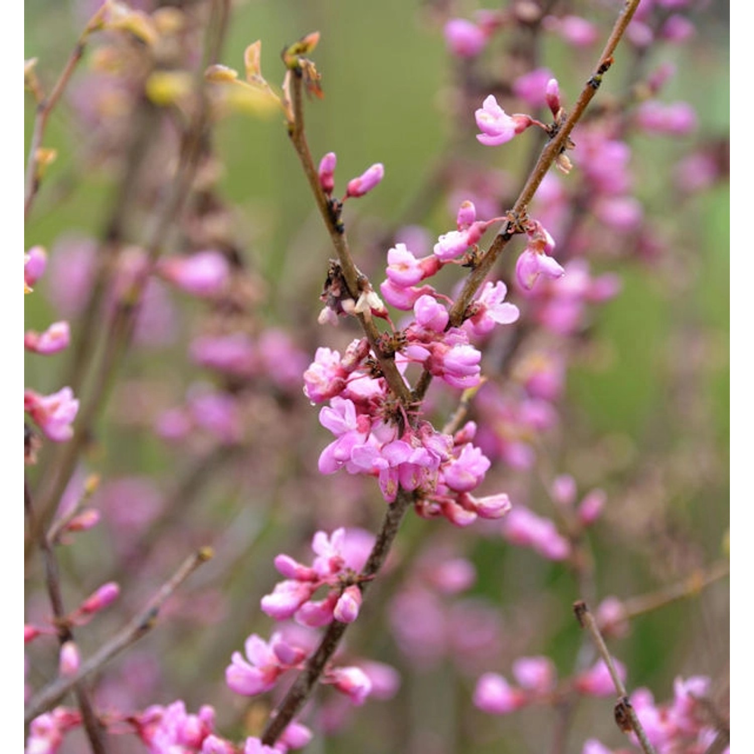 Kanadischer Judasbaum Oklahoma 60-80cm - Cercis canadensis günstig online kaufen