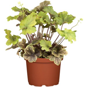 Purpurglöckchen Gelb im Topf, ca. 13 cm. Dekorative Heuchera Staude für Beet und Kübel.