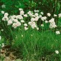 Grasnelke 'Armada White' im 9x9 cm Topf, weiße Blüten, grüne Blätter. Stauden für Steingärten.