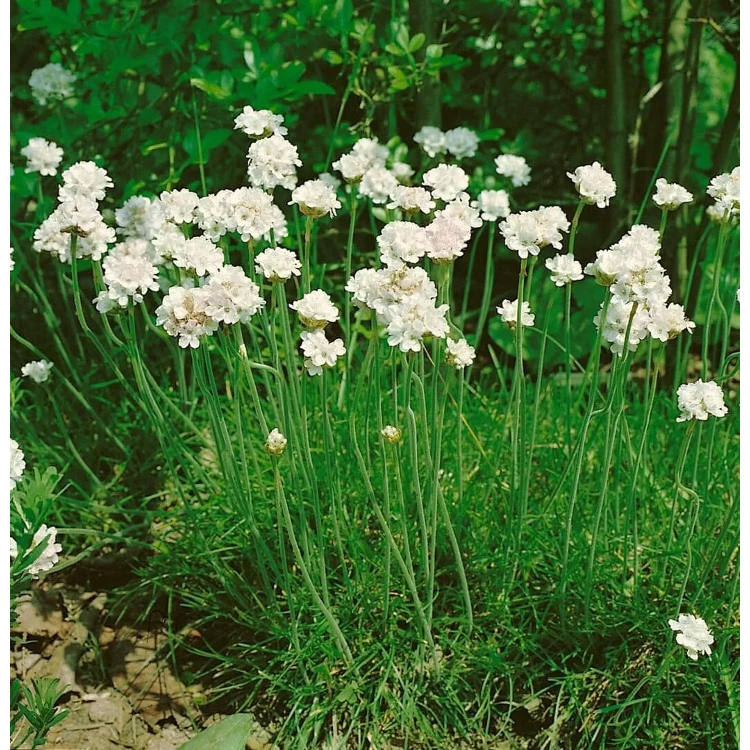Grasnelke 'Armada White' im 9x9 cm Topf, weiße Blüten, grüne Blätter. Stauden für Steingärten.