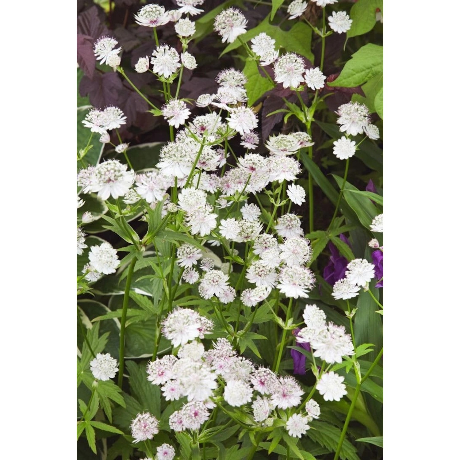 Astrantia Major Star Of Billion R Große Sterndolde Ca. 11x11 cm Topf günstig online kaufen