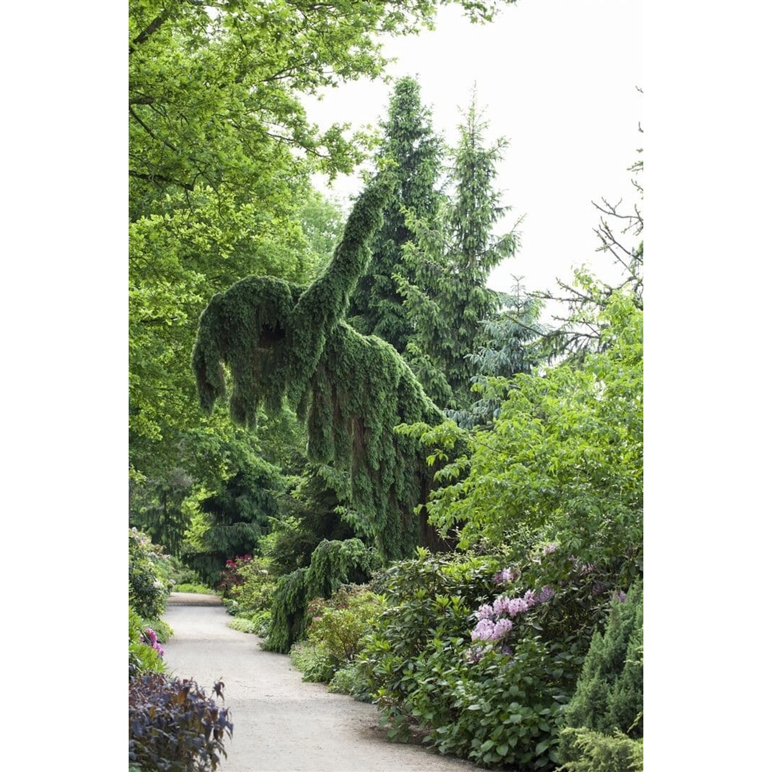 Picea Omorika Pendula Serbische Fichte Hängend 125–150 cm günstig online kaufen