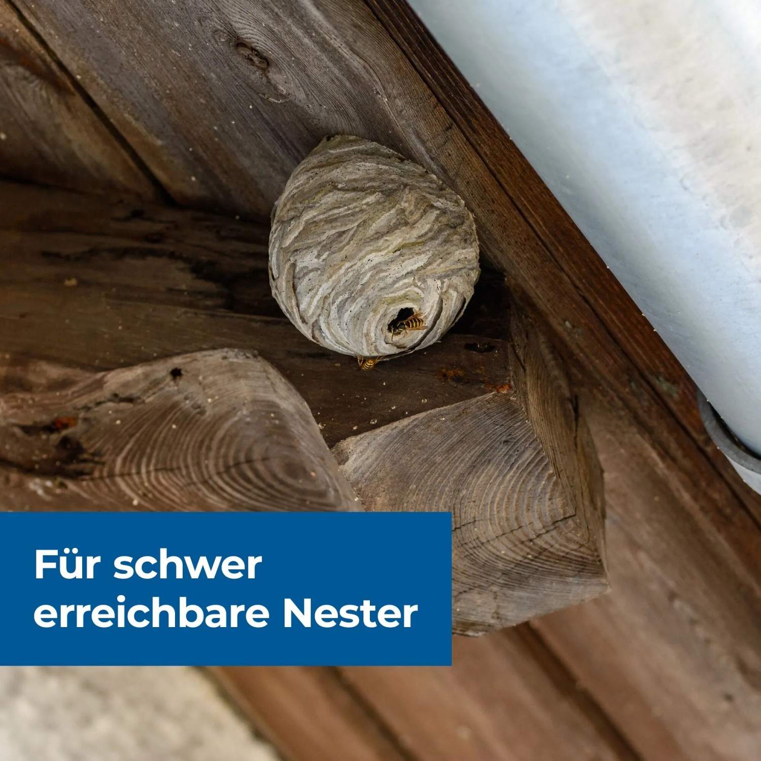 Wespennest an Holzbalken, bekämpfbar mit Protect Home FormineX Wespenspray.