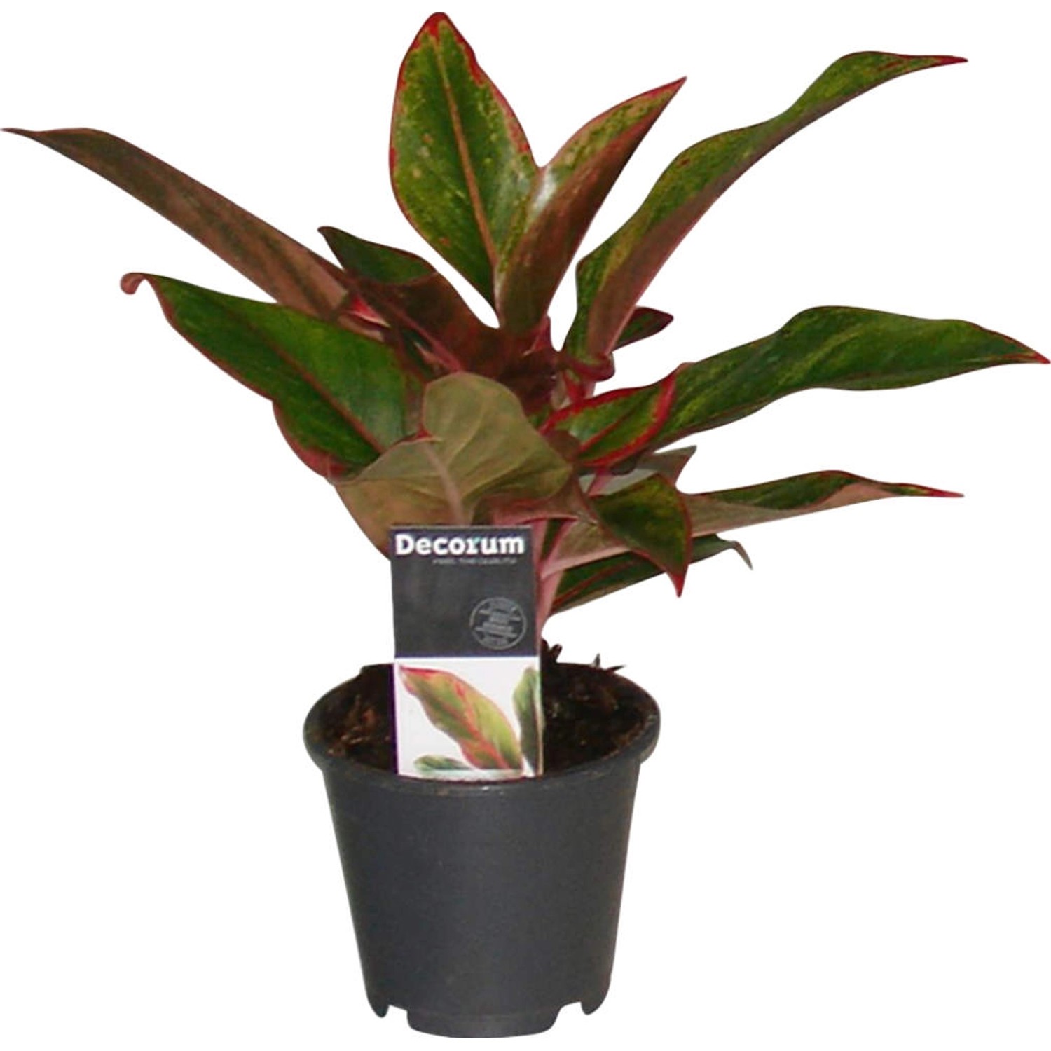 Kolbenfaden Höhe ca. 25 30 cm TopfØ ca. 12 cm Aglaonema crete kaufen