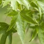 Nahaufnahme von grünen Blättern des Amberbaums (Liquidambar Styraciflua).