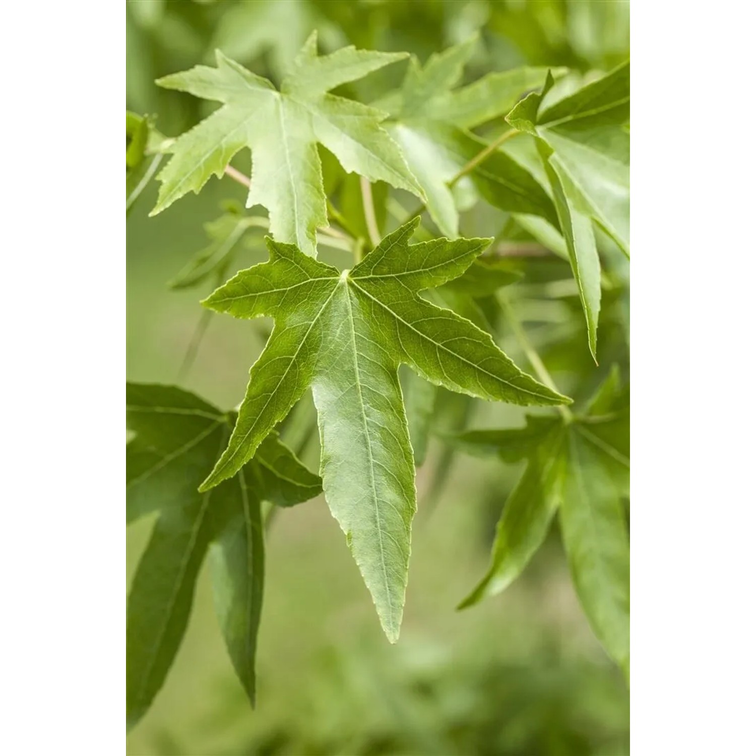 Nahaufnahme von grünen Blättern des Amberbaums (Liquidambar Styraciflua).