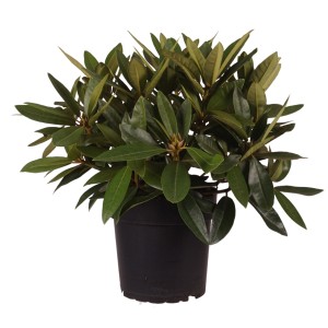 Alpenrose 'Dramatic Dark' im Topf: Dunkelrote Rhododendron-Blüten, ca. 30-40 cm hoch.