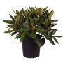 Alpenrose 'Dramatic Dark' im Topf: Dunkelrote Rhododendron-Blüten, ca. 30-40 cm hoch.