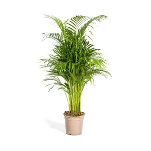 Exotenherz Goldfruchtpalme Dypsis Lutescens Areca Solitärpflanze ca. 100-120cm Hoch 21cm Topf