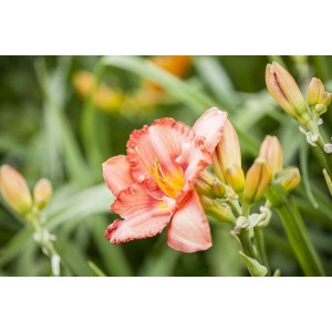 Nahaufnahme einer rosa-gelben Taglilie 'Maikönigin' im Topf. Blühende Staude.