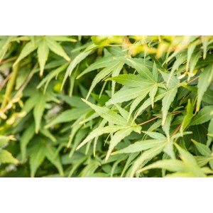 Nahaufnahme des grünen Laubs eines hängenden, japanischen Ahorns (Acer palmatum Ryusen).