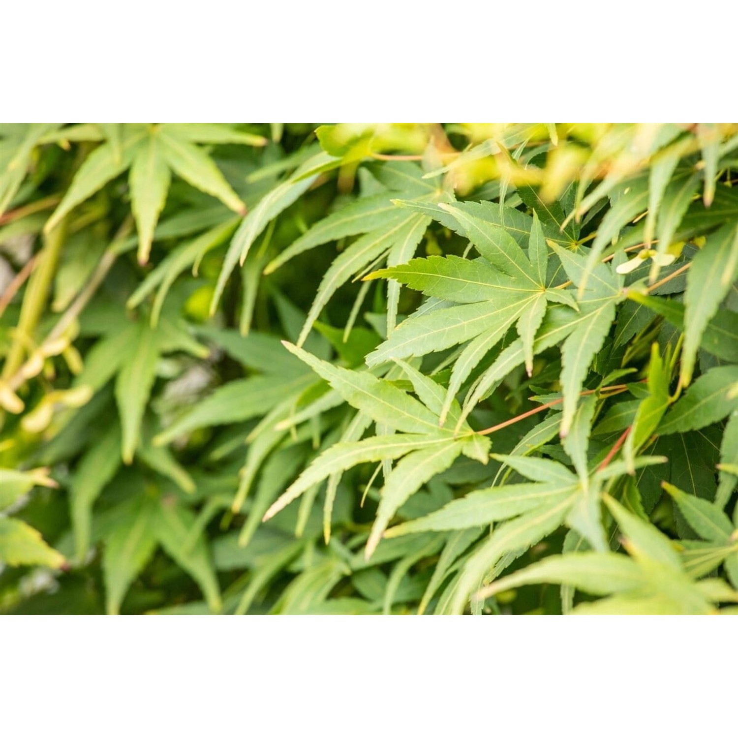 Acer Palmatum Ryusen Japanischer Ahorn Hängend 50 cm Stammhöhe günstig online kaufen