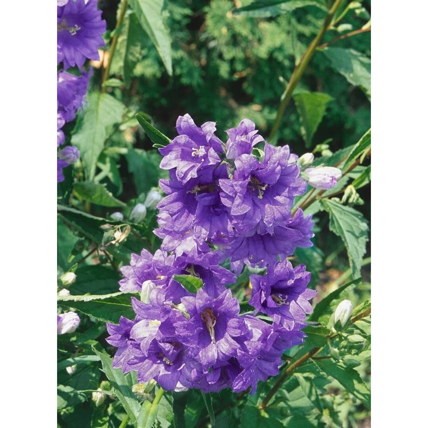 Campanula Trachelium Bernice Nesselblättrige Glockenblume Ca. 11x11 cm Topf günstig online kaufen