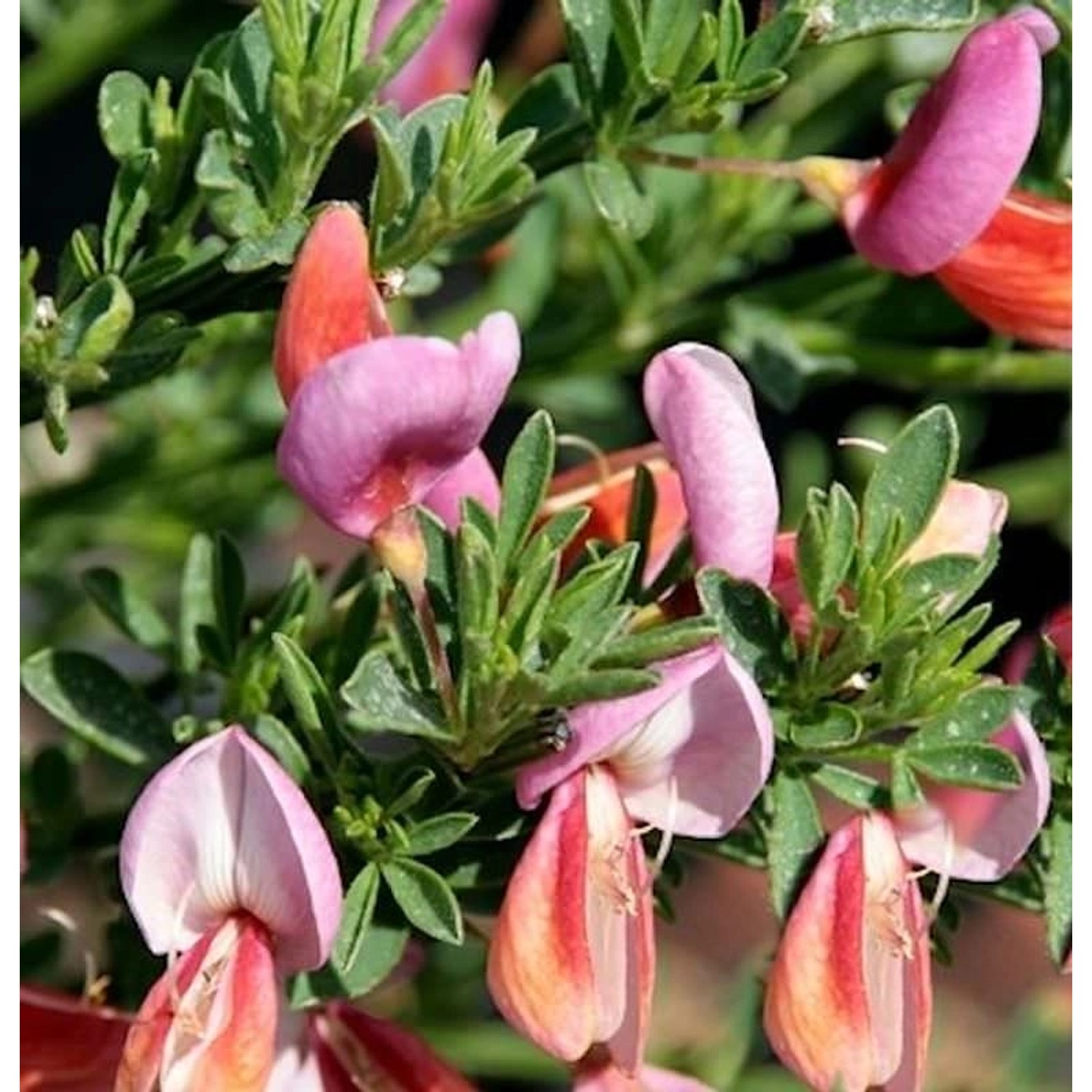 Edelginster Frisia 40-60cm - Cytisus scoparius günstig online kaufen