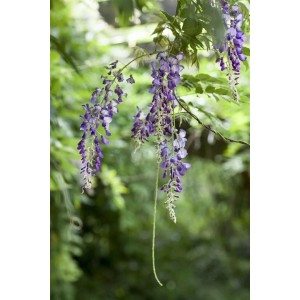 Japanischer Blauregen (Wisteria Floribunda) mit langen, violetten Blütentrauben.