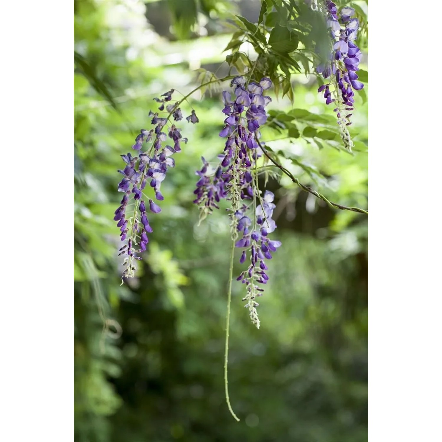 Japanischer Blauregen (Wisteria Floribunda) mit langen, violetten Blütentrauben.