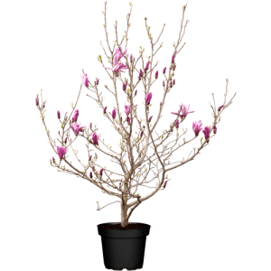 Tulpenmagnolie Susan (60-80cm) im Topf mit purpurroten Blütenknospen.