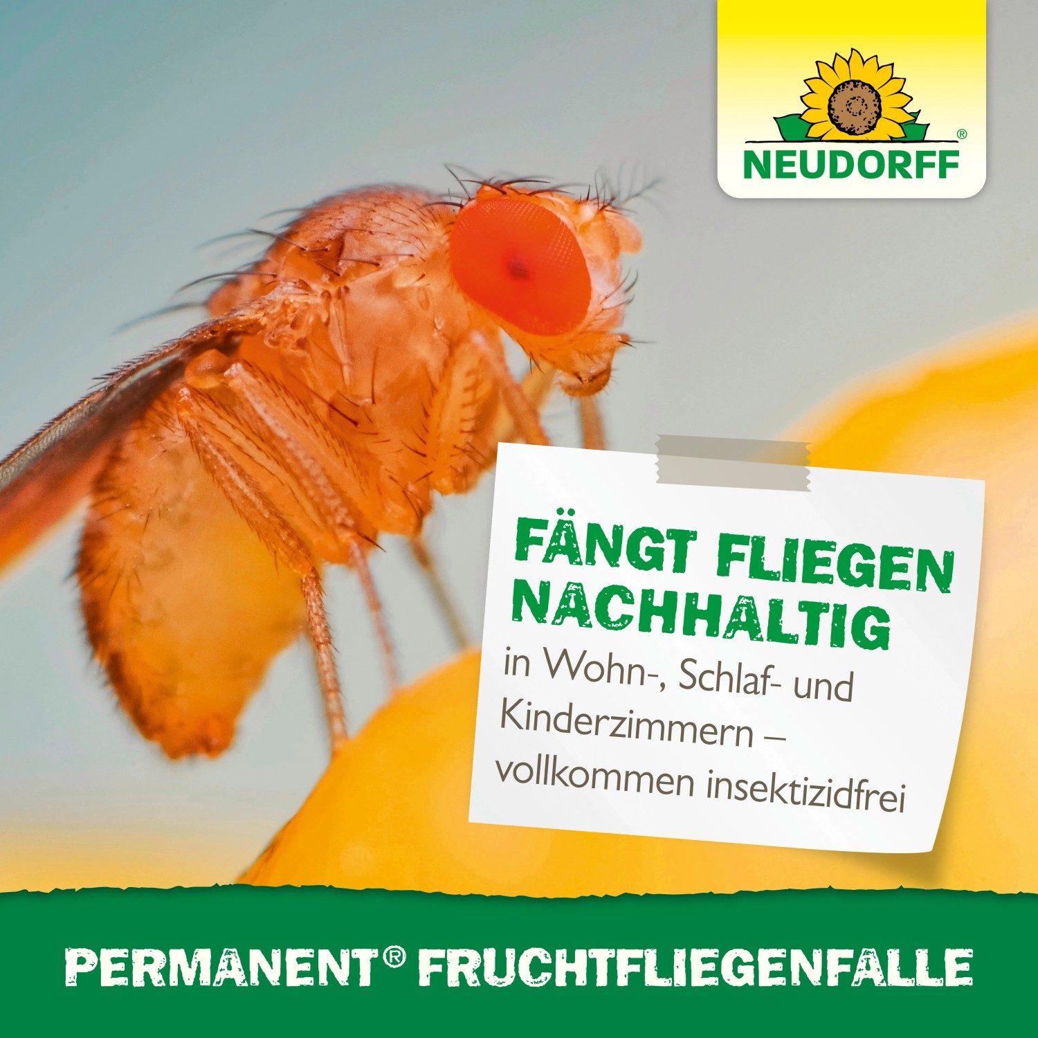 Neudorff Fruchtfliegenfalle: Detailaufnahme einer Fruchtfliege auf der Falle. Insektizidfrei.