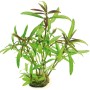 Dennerle Hygrophila Lancea Araguaia Aquariumpflanze In-Vitro mit grünen und rotbraunen Blättern.